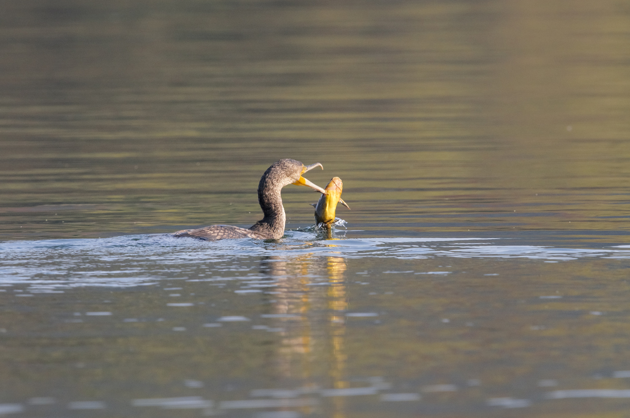 Nikon D810 + Nikon AF-S Nikkor 600mm F4G ED VR sample photo