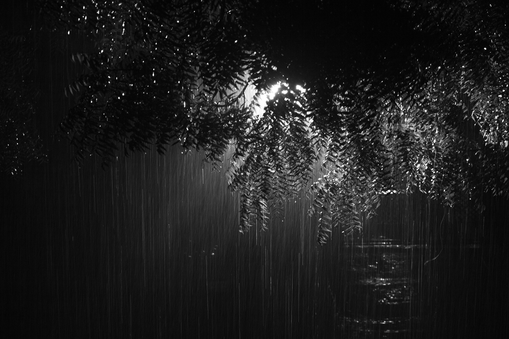 Canon EOS 550D (EOS Rebel T2i / EOS Kiss X4) sample photo. Rain - halogen light behind the tree provided perfect lighting to capture the rain drops photography