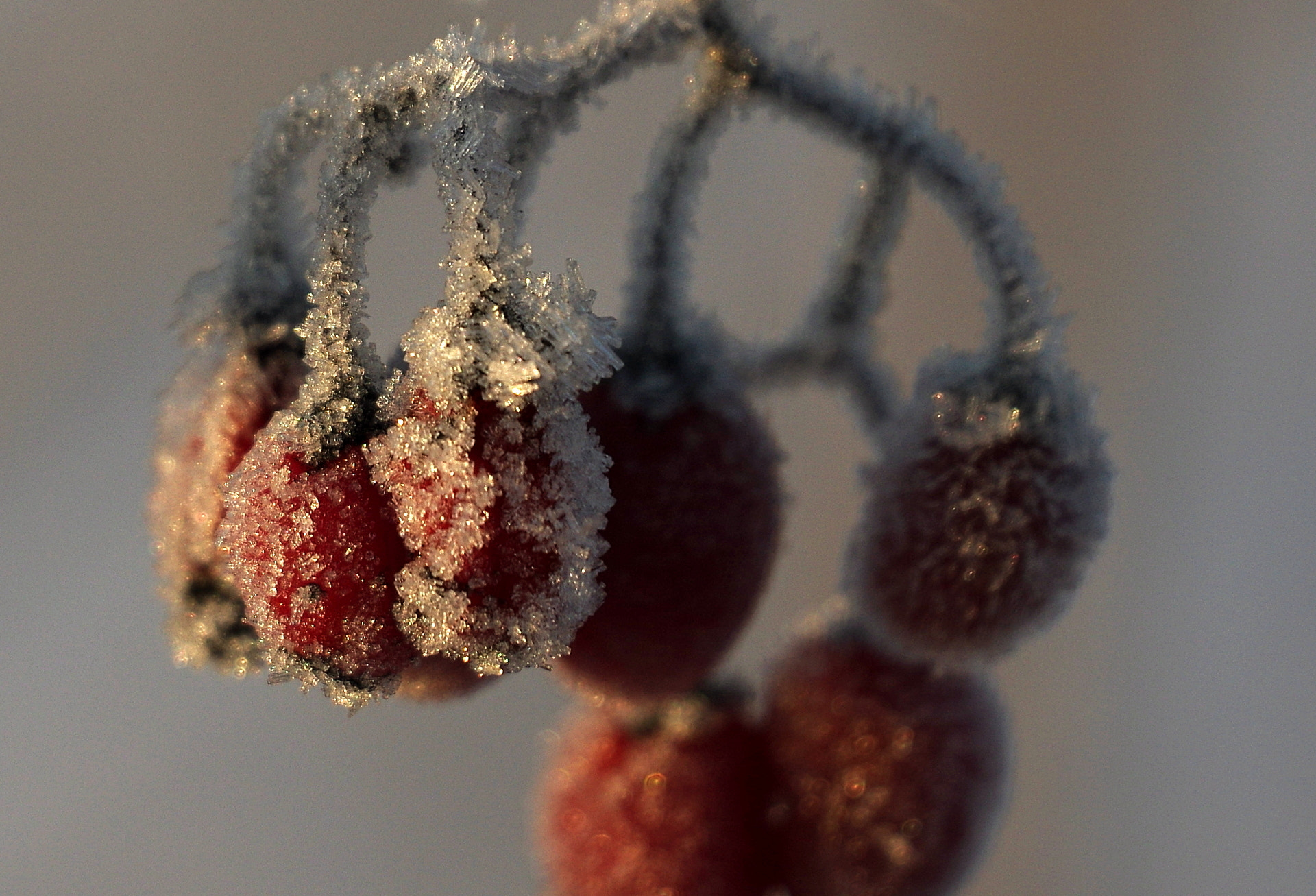 Pentax K-3 II sample photo. Frosted photography