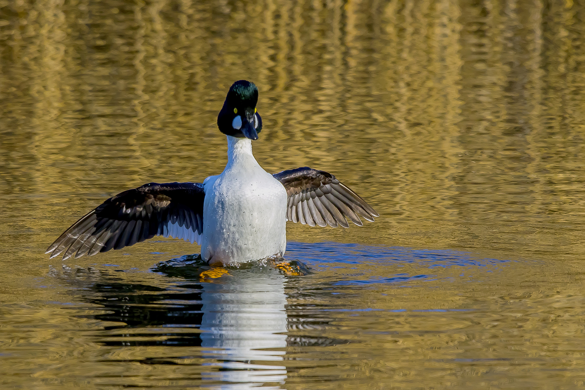 Pentax K-3 + Sigma sample photo. Bad duck photography