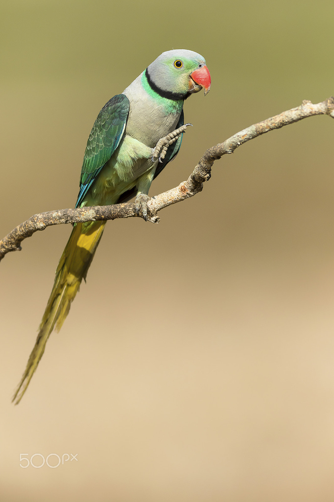 Canon EF 600mm f/4L IS sample photo. Malabar parakeet photography