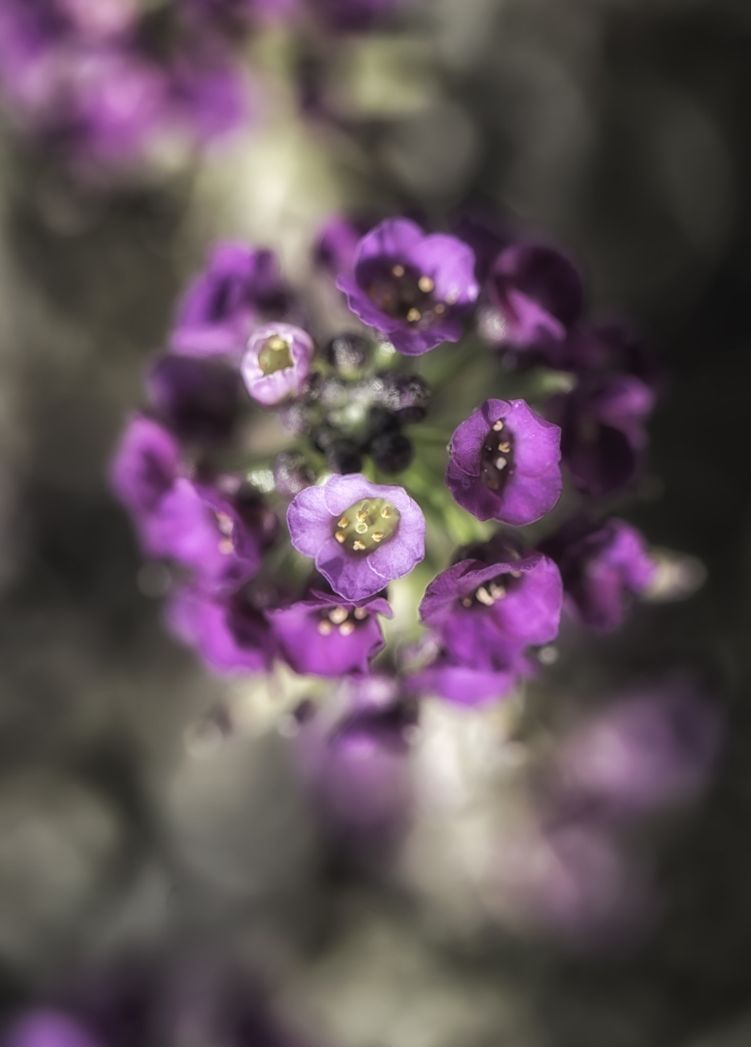 Nikon D3200 sample photo. Summer blossoms photography