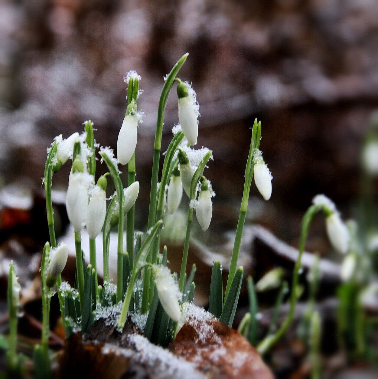 Canon EOS 70D + Tamron SP AF 17-50mm F2.8 XR Di II LD Aspherical (IF) sample photo. Snowflake on snowdrop photography