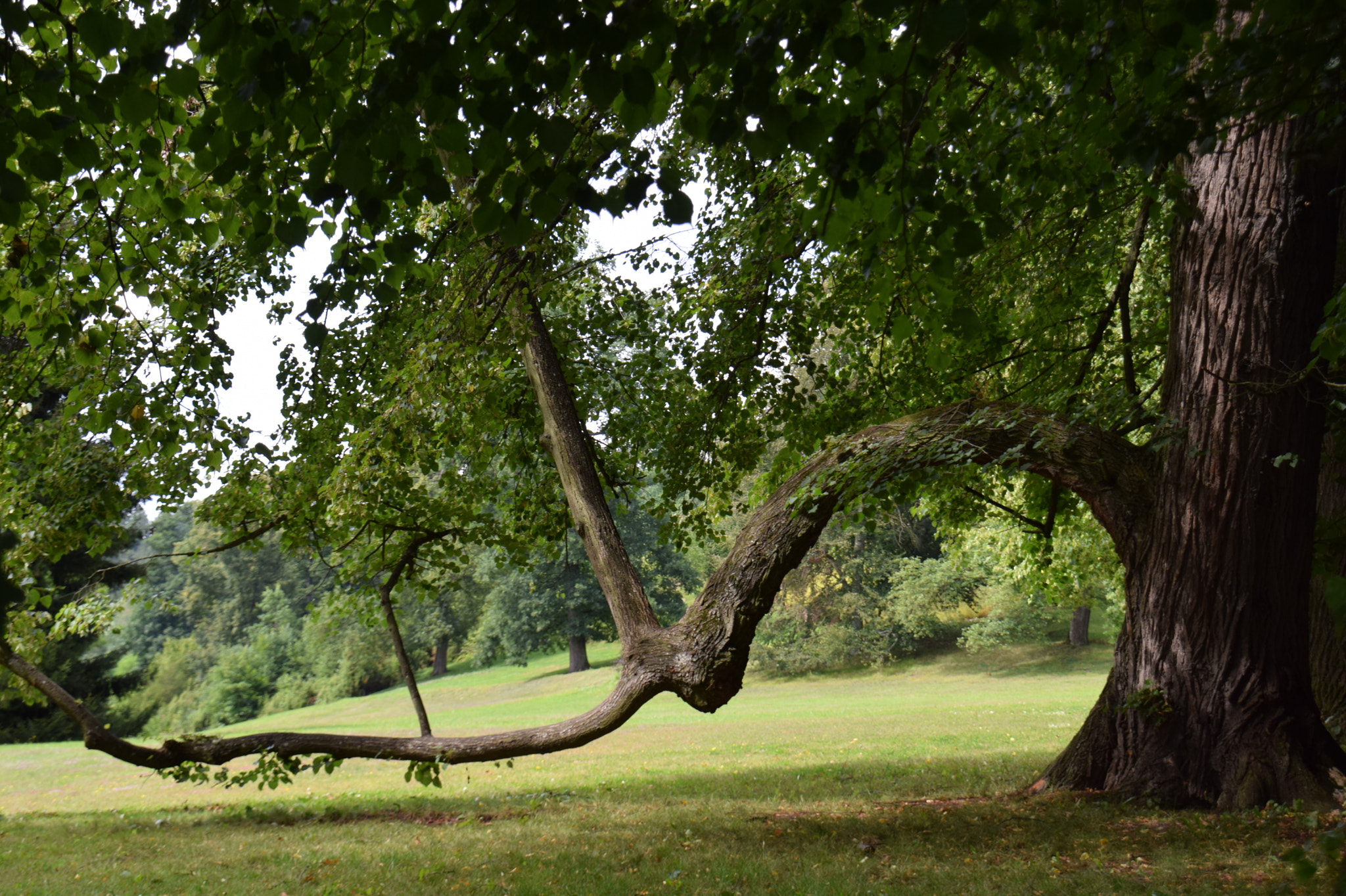 Nikon D5300 + Tamron 18-270mm F3.5-6.3 Di II VC PZD sample photo. Old tree in the park photography