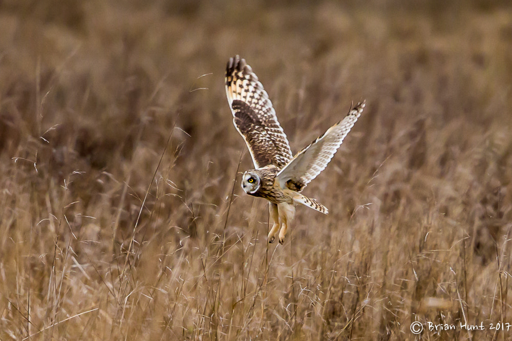 Canon EF 500mm F4L IS II USM sample photo. Lift off photography