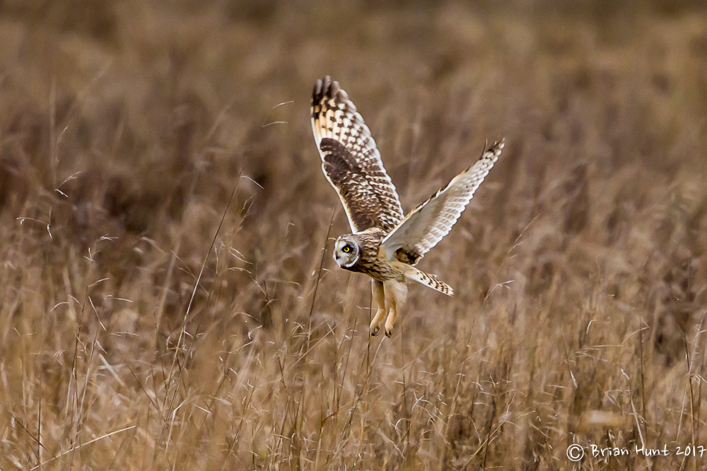 Canon EOS-1D X sample photo. Lift off photography