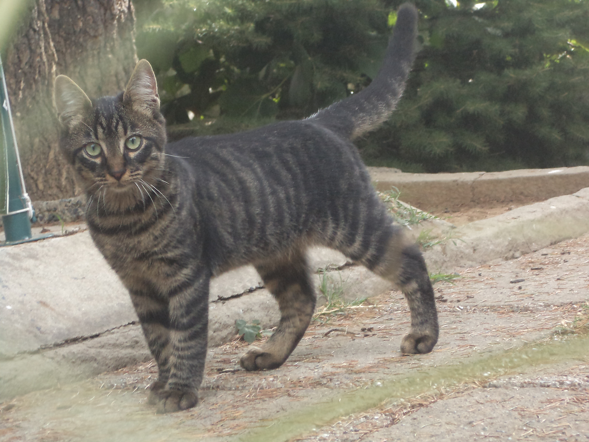 Sony DSC-S3000 sample photo. Cat photography