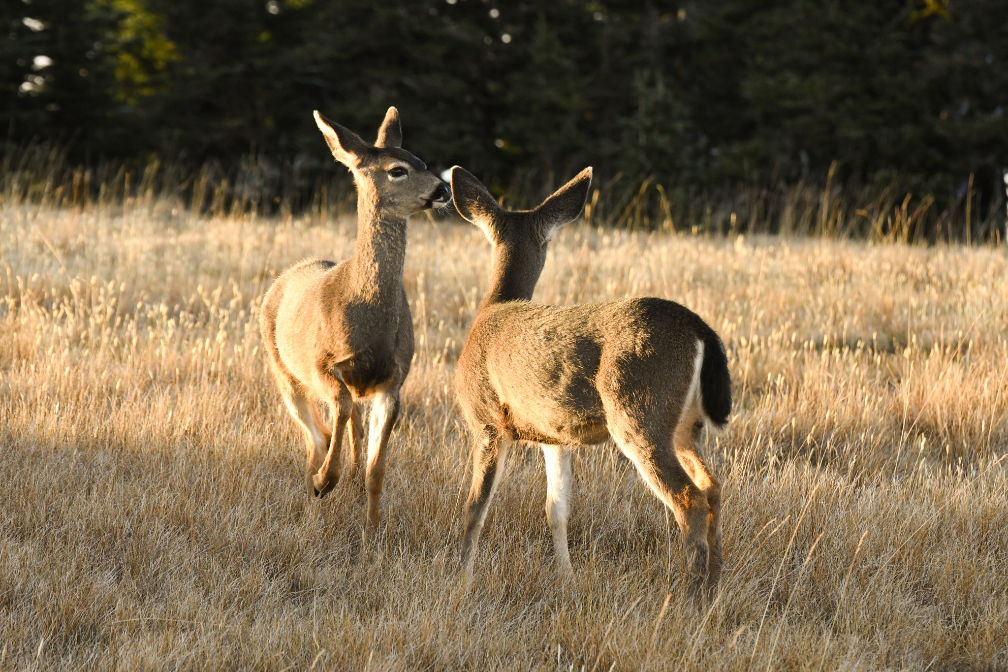 Nikon D500 sample photo. Love deer photography