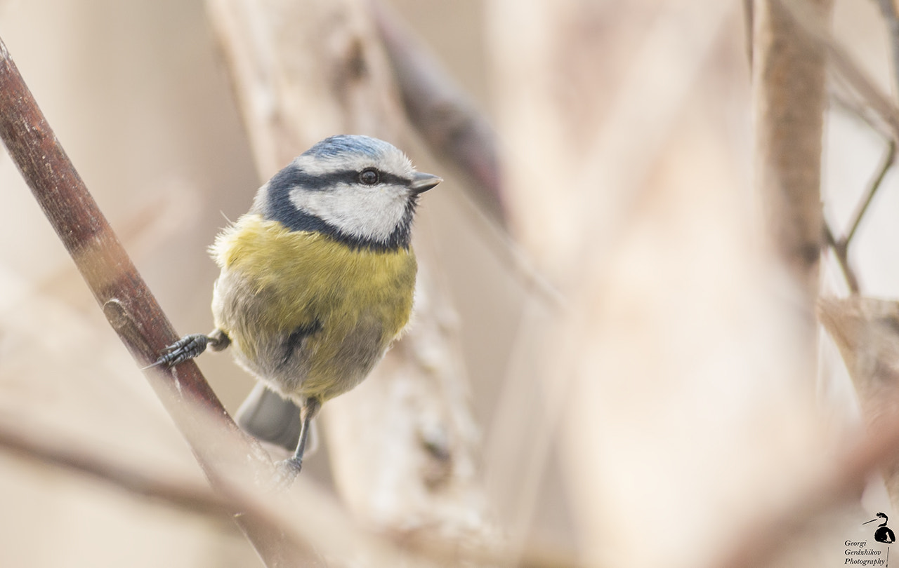 Canon EOS 70D + Canon EF 400mm F5.6L USM sample photo. Blue tit photography