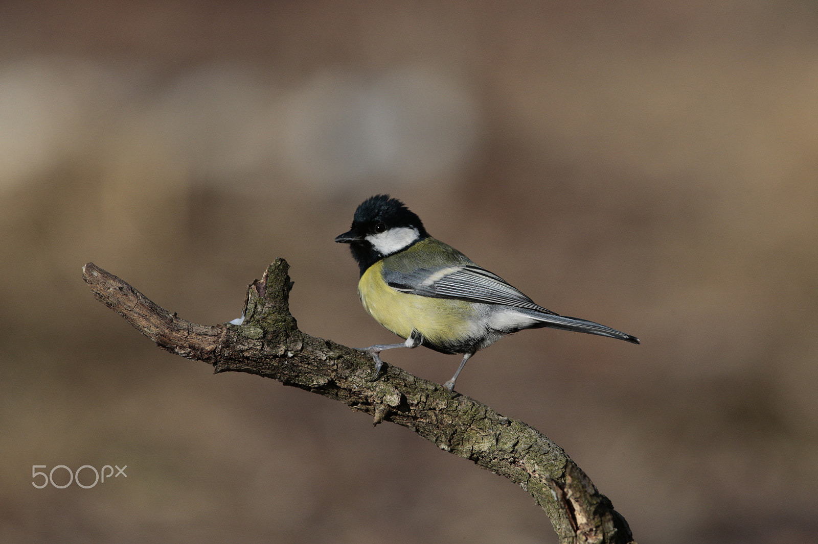 Canon EOS-1D X sample photo. Standing... photography