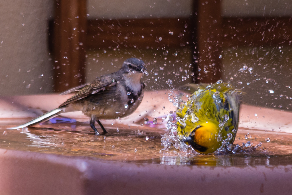 Sigma 150-500mm F5-6.3 DG OS HSM sample photo. Geel vink photography
