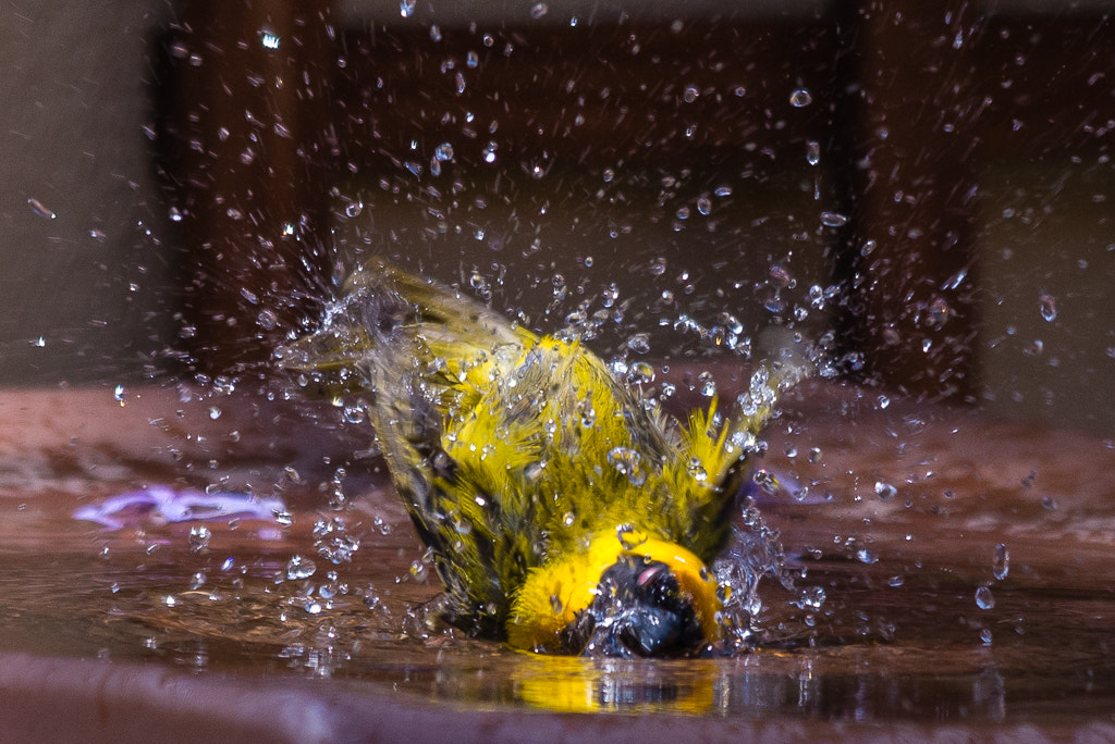 Sigma 150-500mm F5-6.3 DG OS HSM sample photo. Geel vink photography