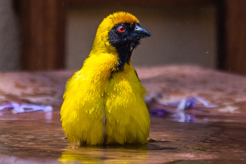 Sigma 150-500mm F5-6.3 DG OS HSM sample photo. Geel vink photography