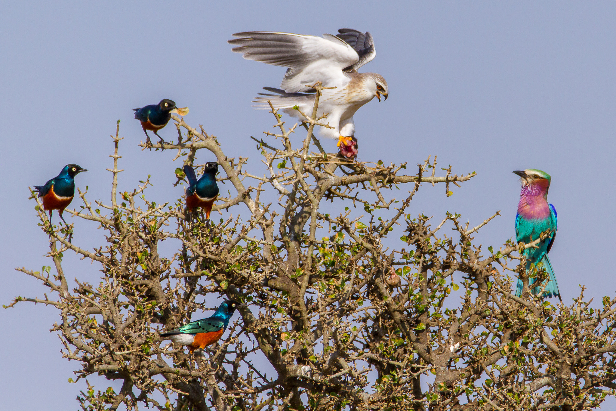 150-600mm F5-6.3 DG OS HSM | Contemporary 015 sample photo. Masai mara - full house photography