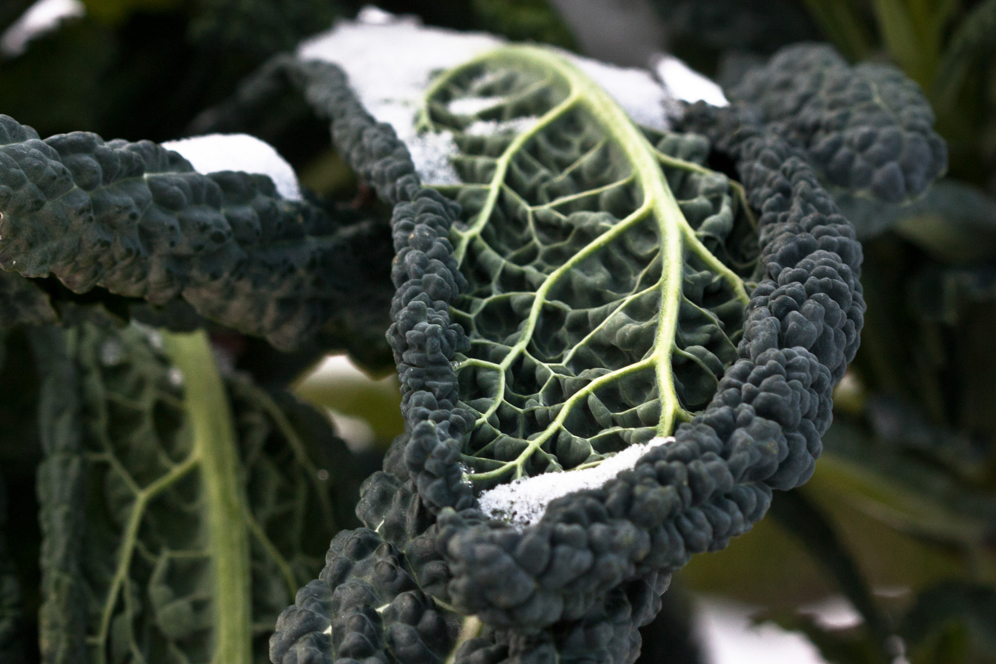 Canon EF 100mm F2.8 Macro USM sample photo. Winter kale photography