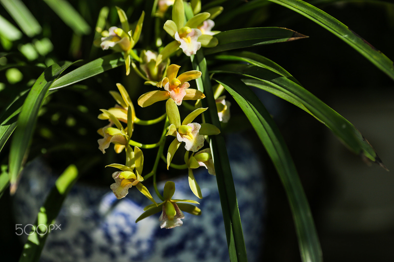 Canon EOS 6D + Canon EF 200mm F2.8L II USM sample photo. 中國蘭 photography