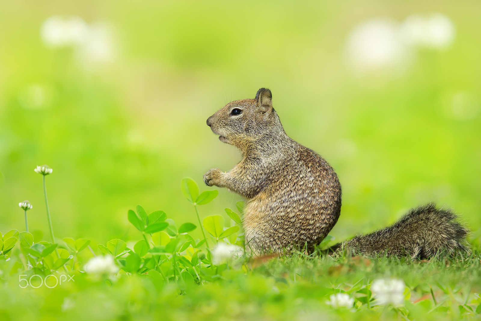 Canon EF 300mm F2.8L IS USM sample photo. Little prayer photography
