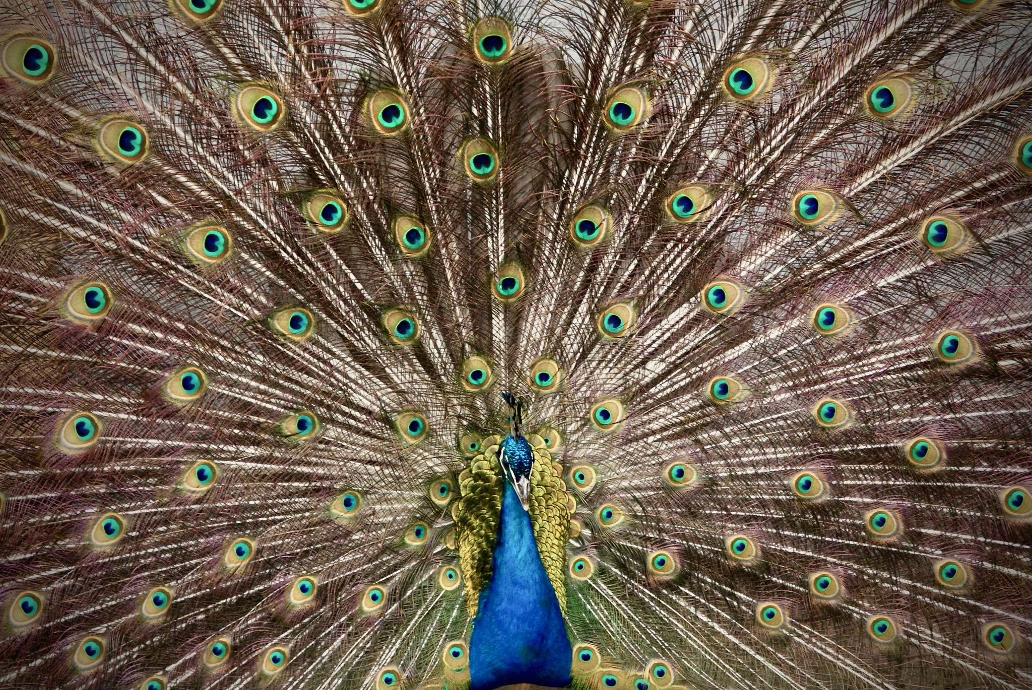 Sony Alpha DSLR-A200 sample photo. Peacock photography