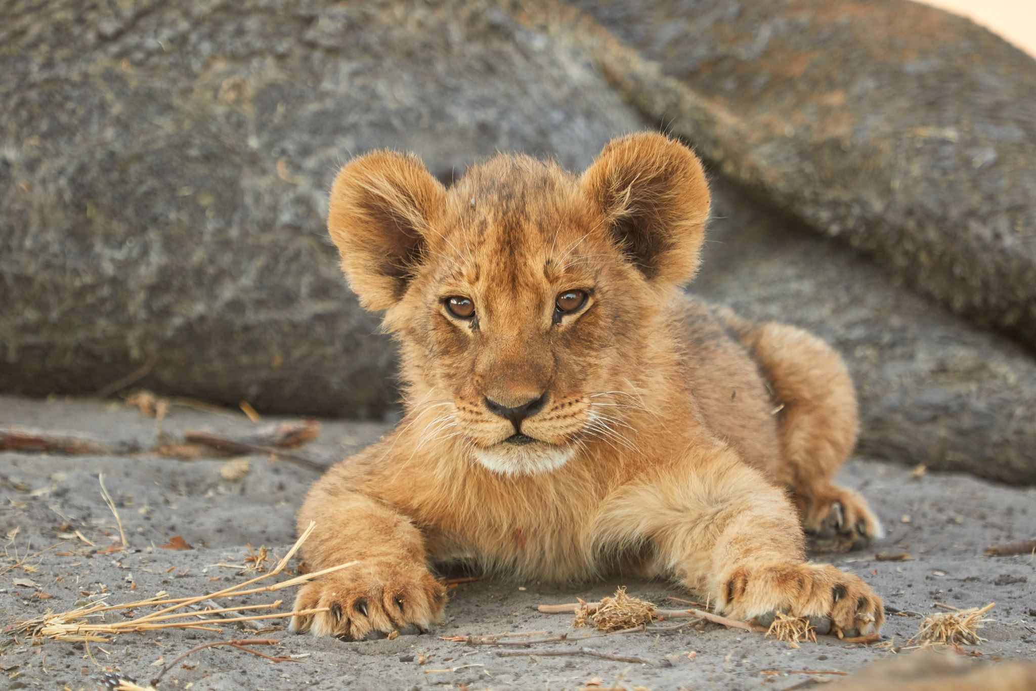 Canon EOS 7D Mark II + Canon EF 100-400mm F4.5-5.6L IS USM sample photo. Curious little lion cub photography