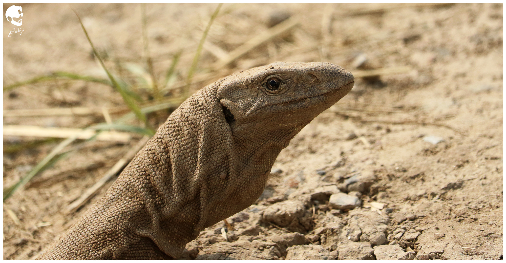Canon EF-S 55-250mm F4-5.6 IS STM sample photo. Monitor lizard photography
