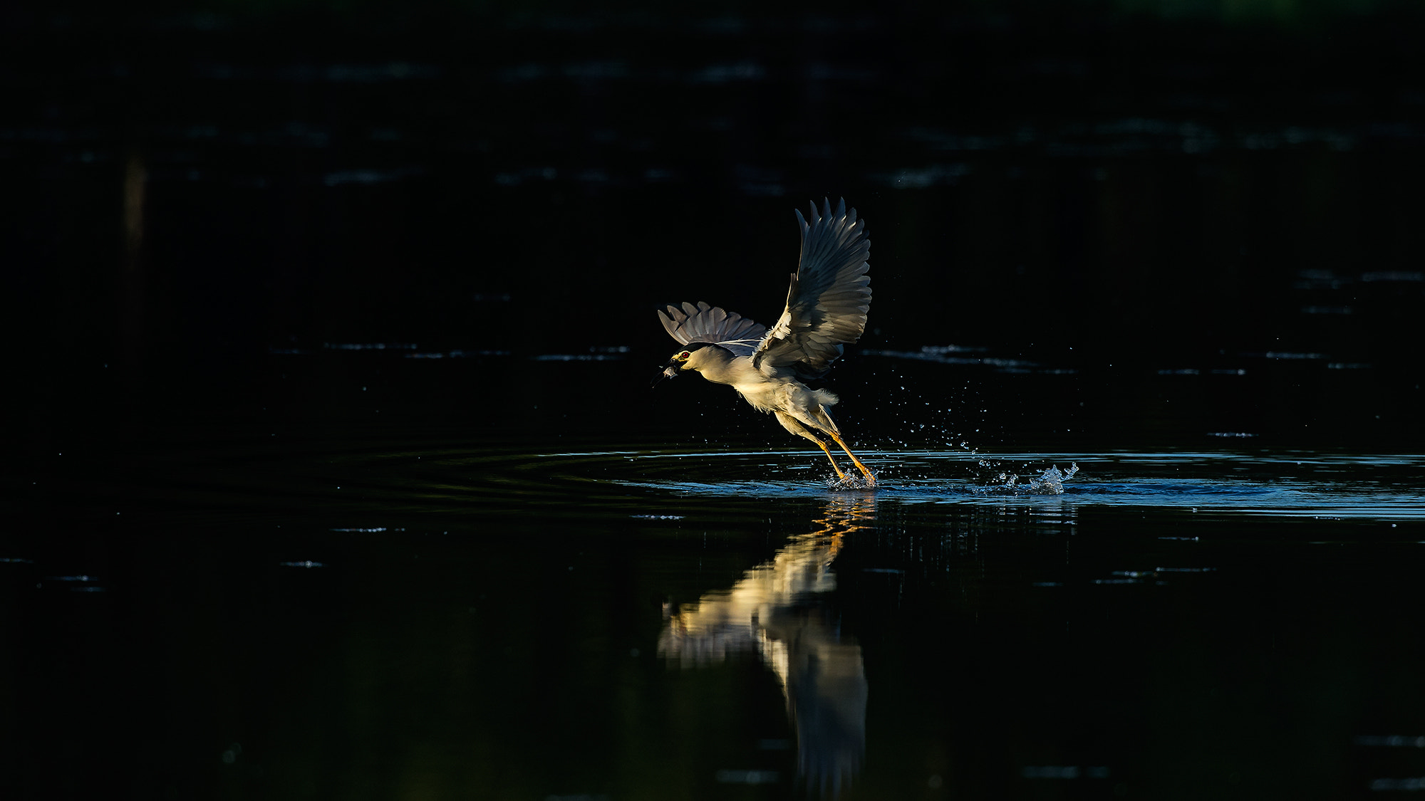 Nikon AF-S Nikkor 500mm F4G ED VR sample photo