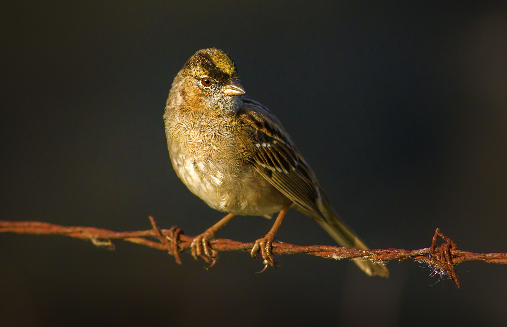 Nikon D800E sample photo. Chestnut collared longspur photography