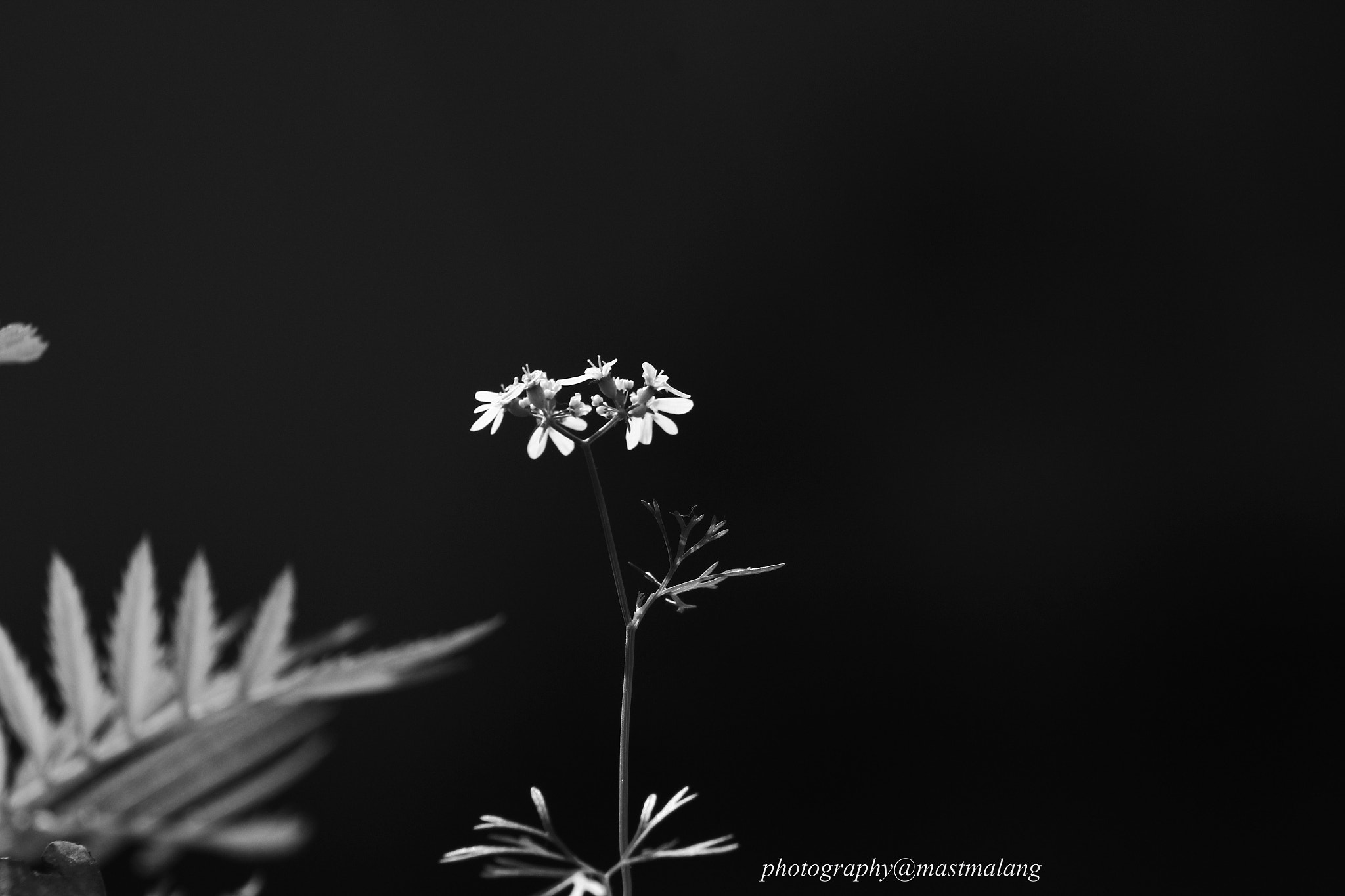 Canon EOS 550D (EOS Rebel T2i / EOS Kiss X4) + EF75-300mm f/4-5.6 sample photo. #flower#blackandwhite photography