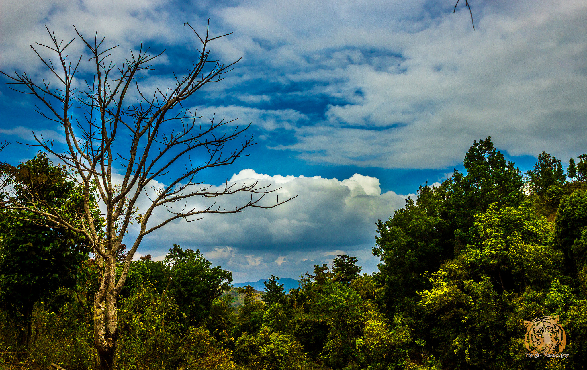 Canon EOS 600D (Rebel EOS T3i / EOS Kiss X5) sample photo. Kudremukh forest photography