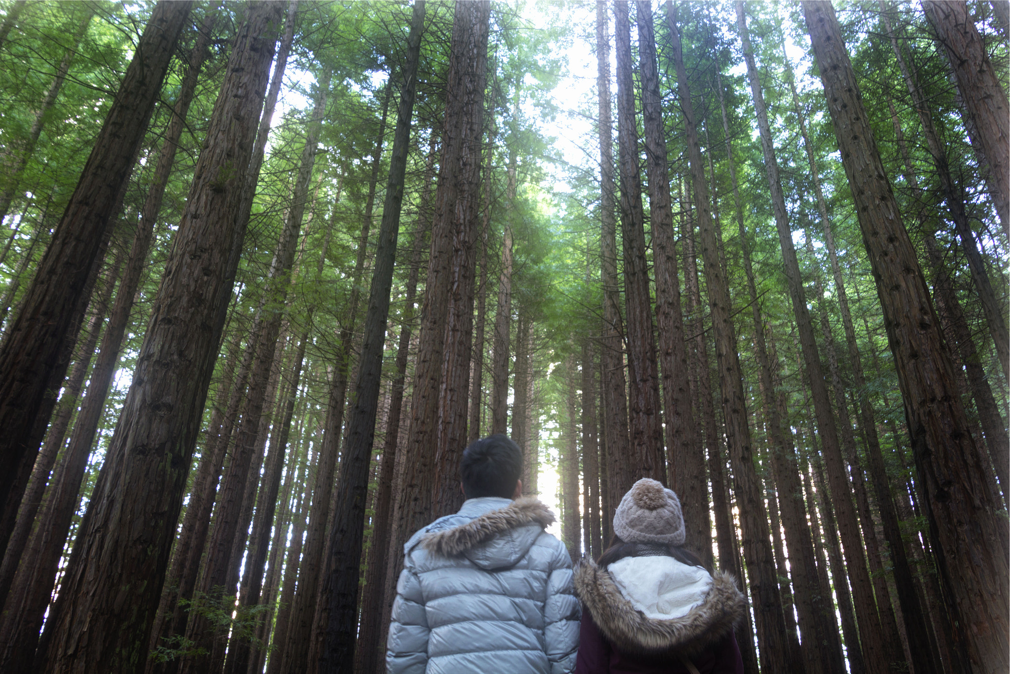 Canon EOS 600D (Rebel EOS T3i / EOS Kiss X5) sample photo. Redwood forest photography