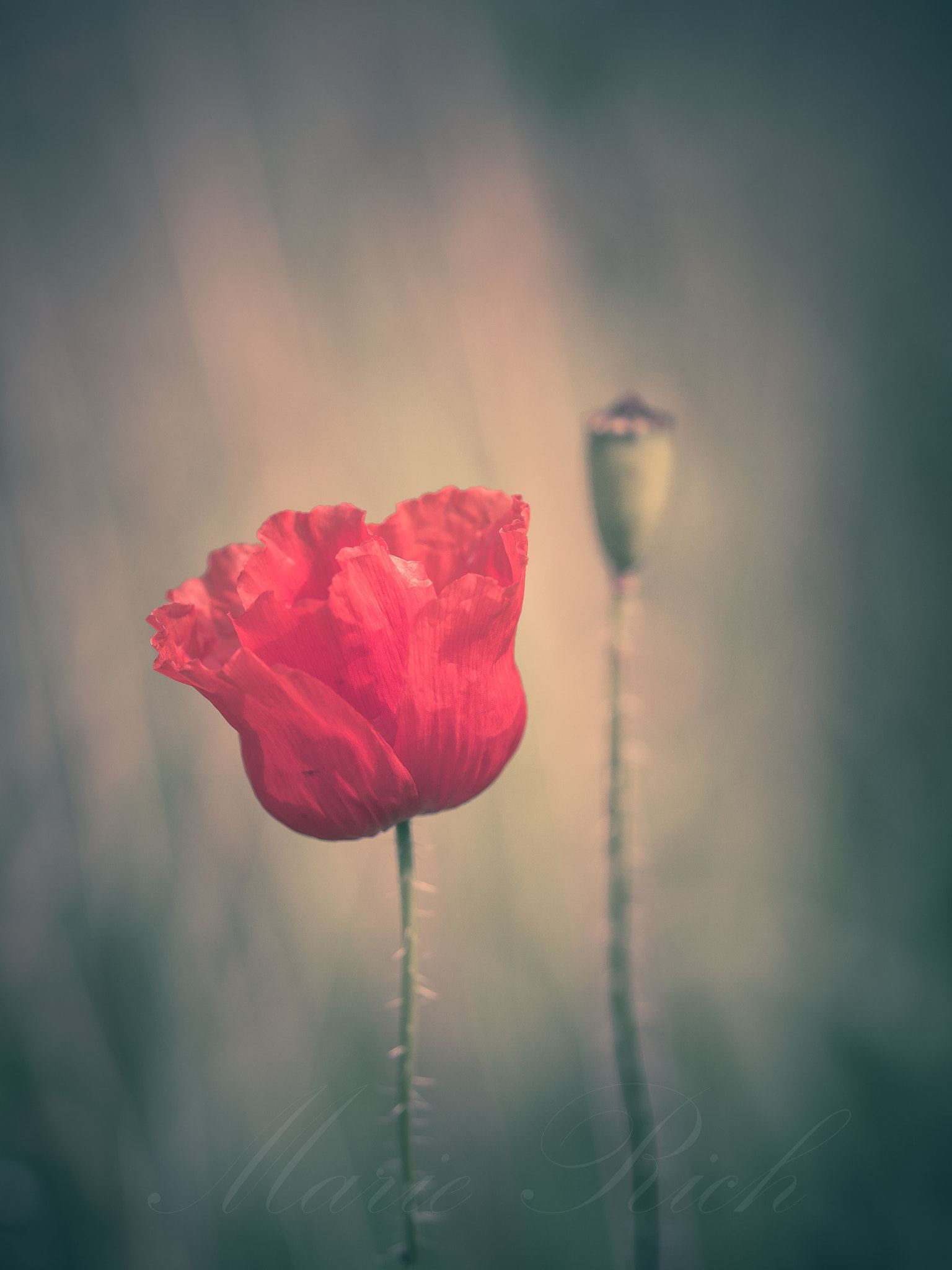Olympus PEN E-PL5 sample photo. ** summer mood ** photography