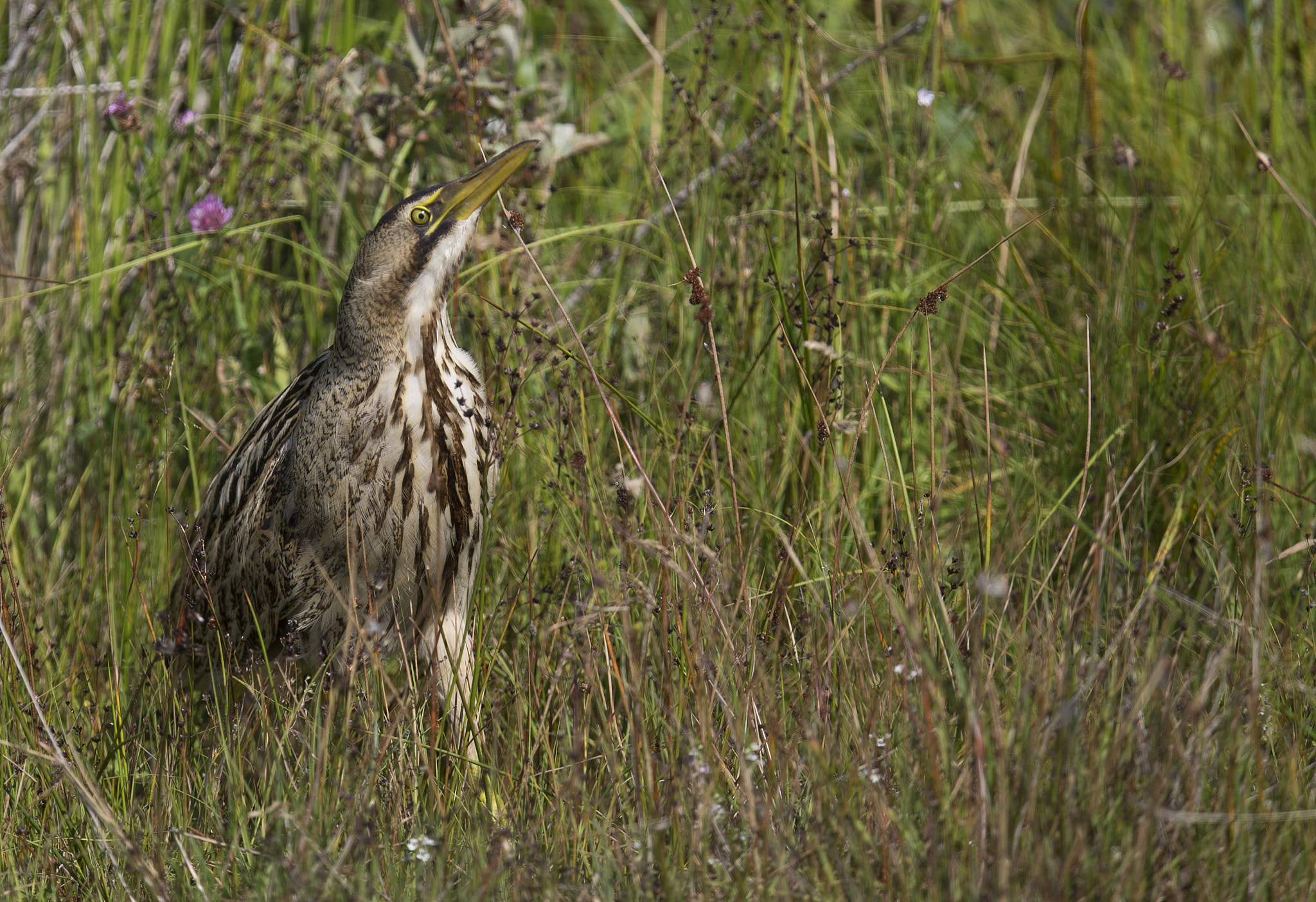 Canon EF 400mm F2.8L IS II USM sample photo. Bittern photography
