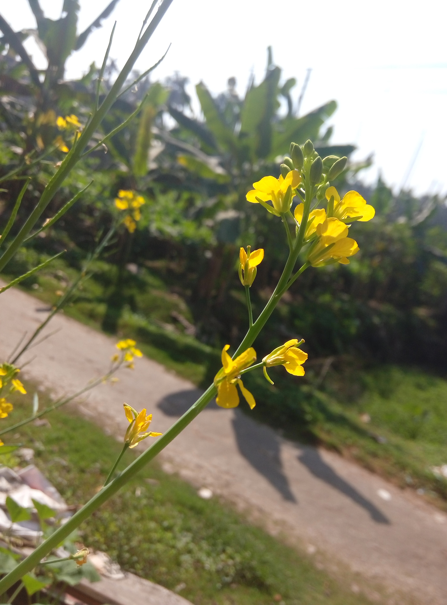 Meizu m2 sample photo