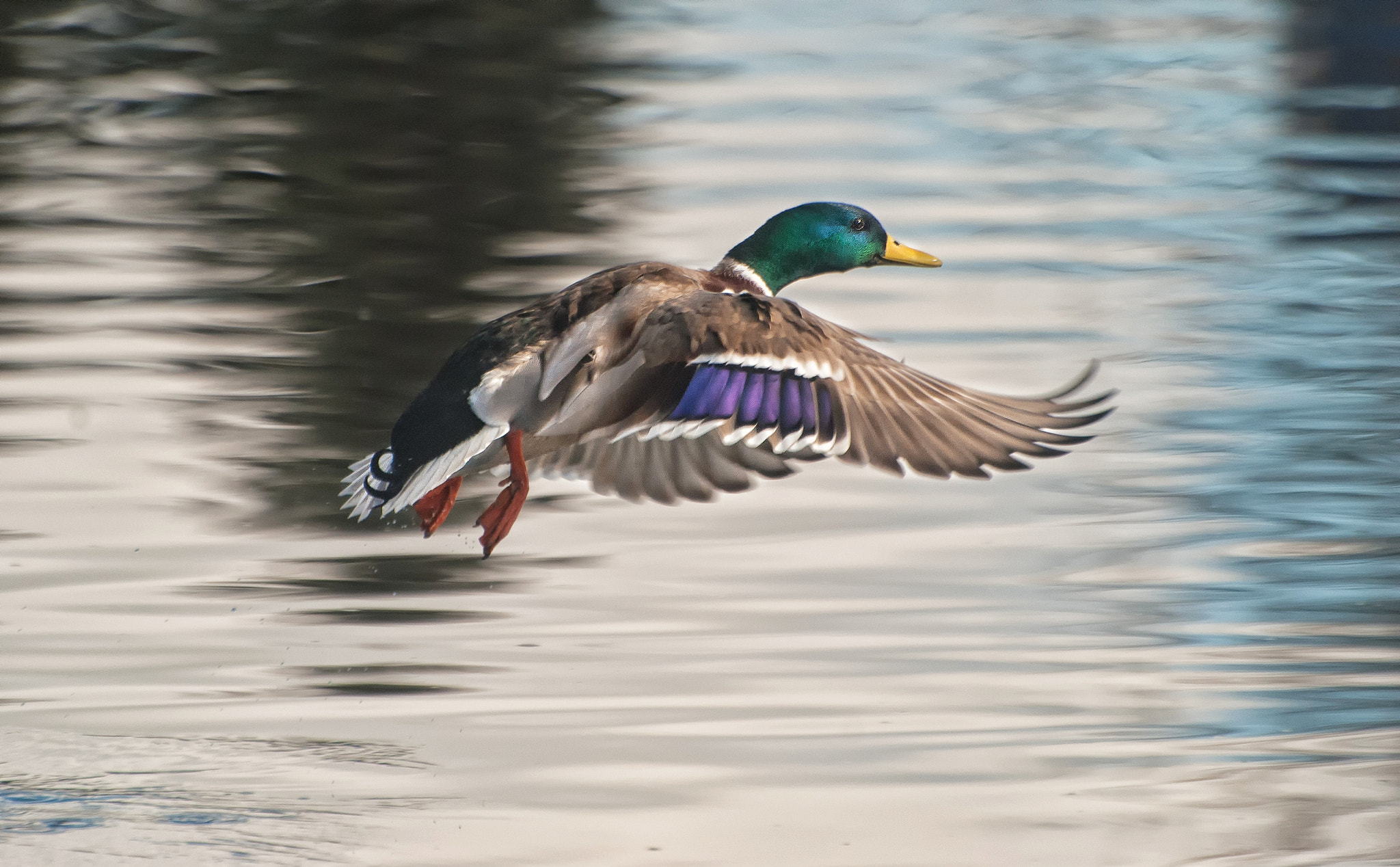 Nikon D3000 sample photo. Letovka photography
