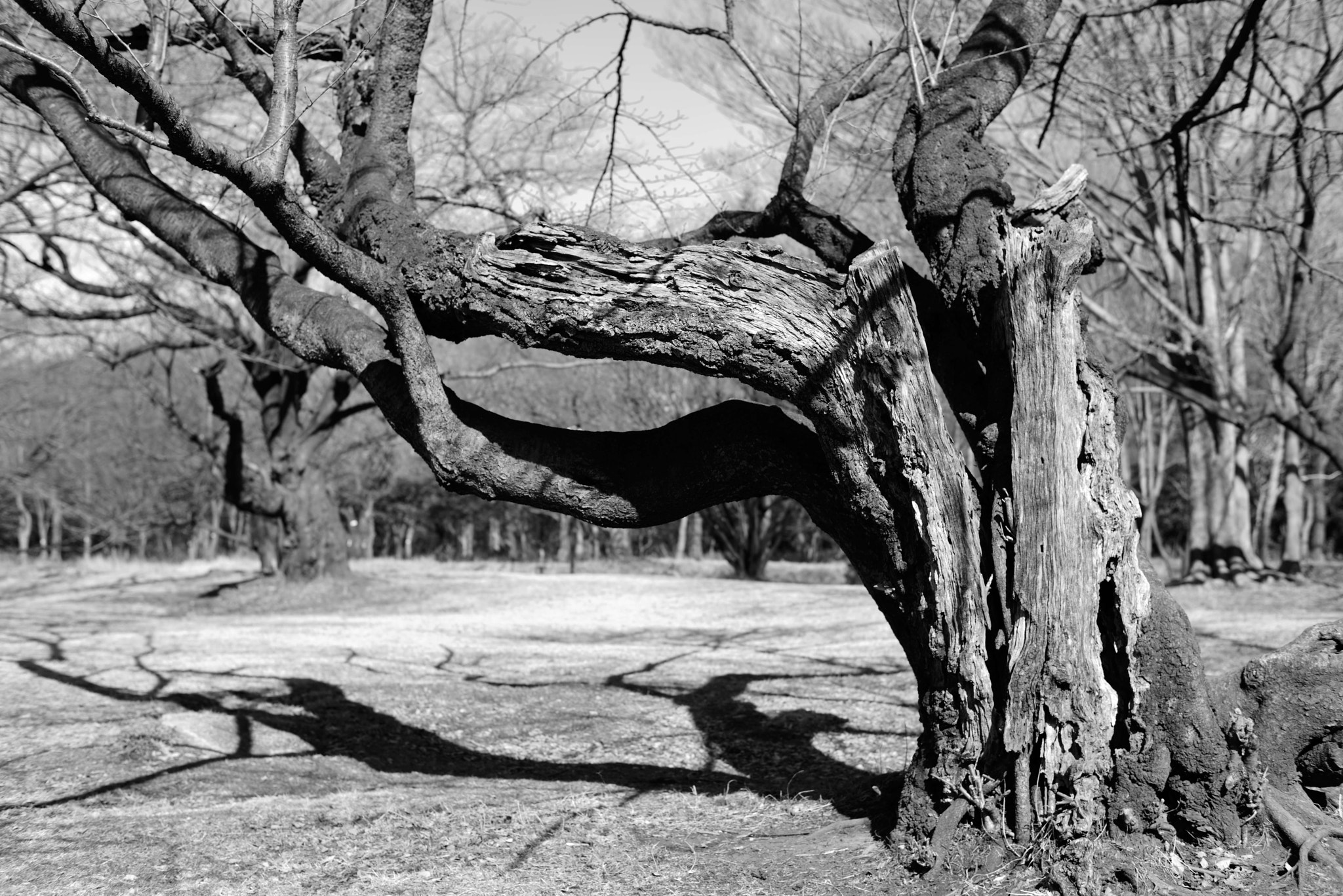 ZEISS Planar T* 50mm F1.4 sample photo. Tree photography