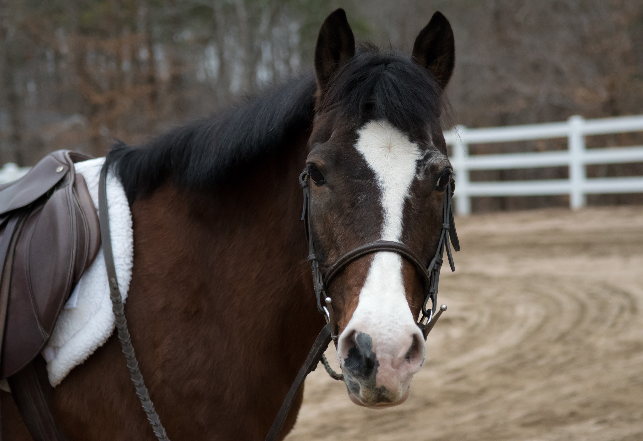 Nikon D5500 sample photo. Horse portrait. photography