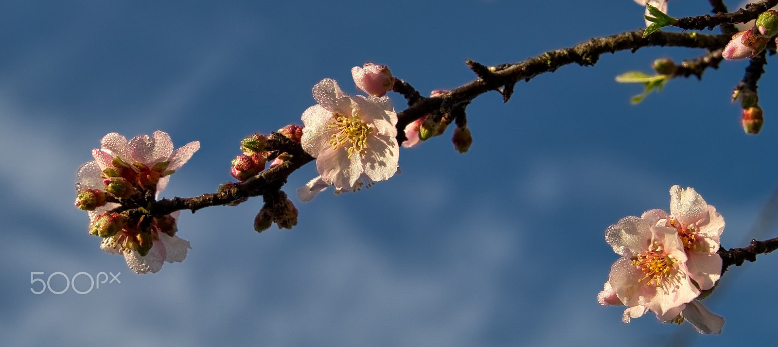 Sony a7S + Sony FE 28-70mm F3.5-5.6 OSS sample photo. Almond blossoms photography
