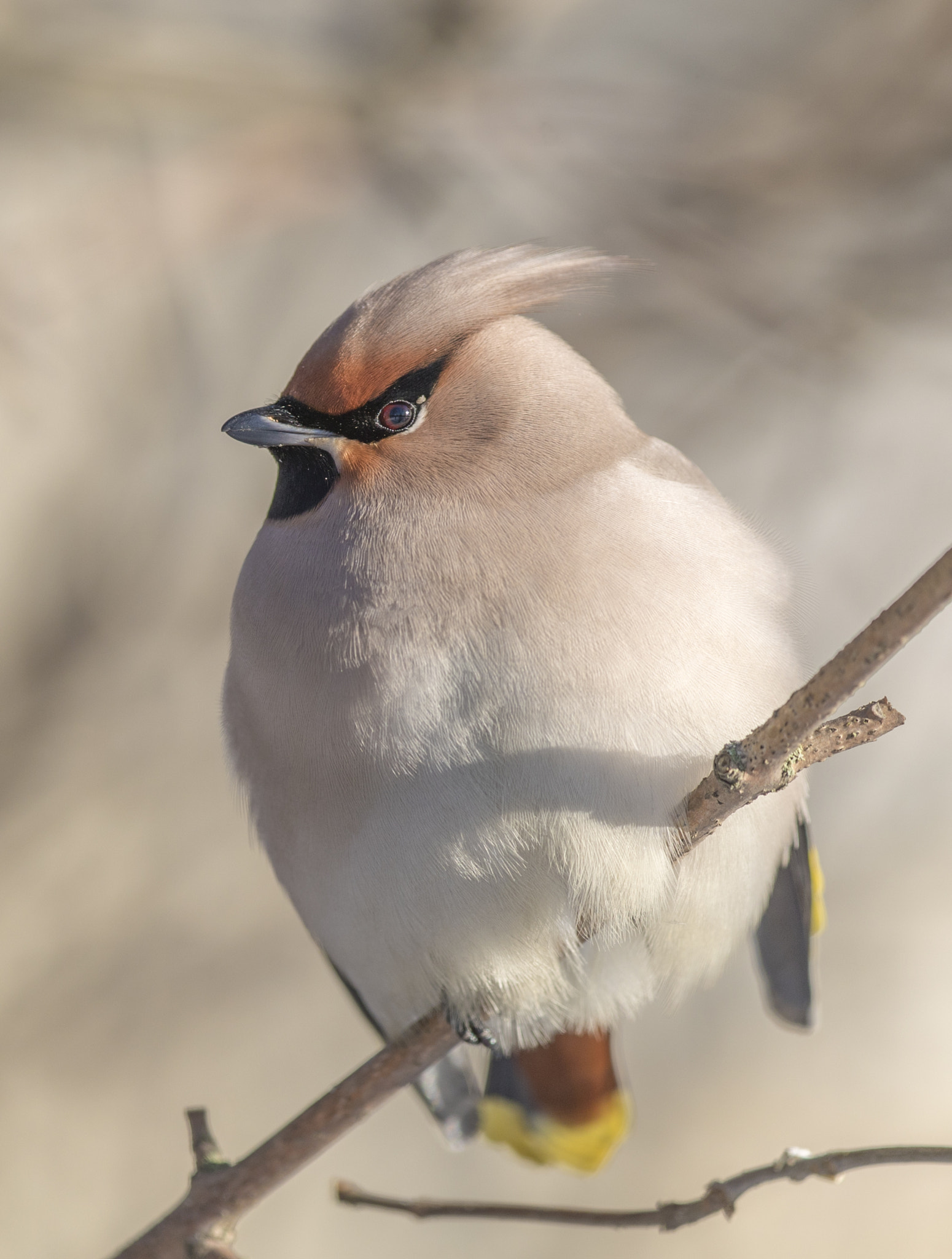 Canon EOS-1D X Mark II + Canon EF 400mm F4.0 DO IS USM sample photo. La bohème photography