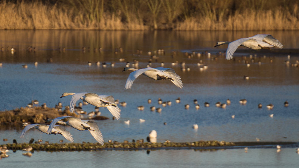 Sony SLT-A77 sample photo. Swans landing photography