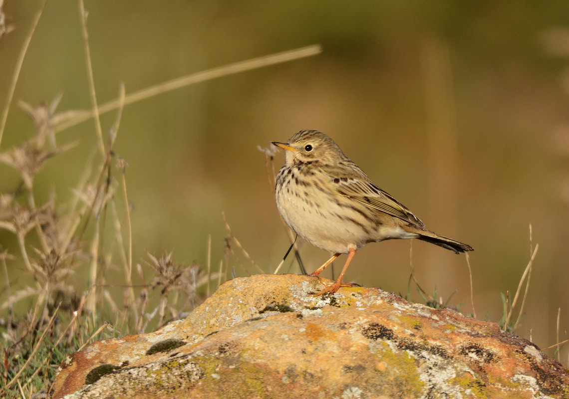 Sigma 150-600mm F5-6.3 DG OS HSM | S sample photo. Bisbita pratense (anthus pratensis) photography