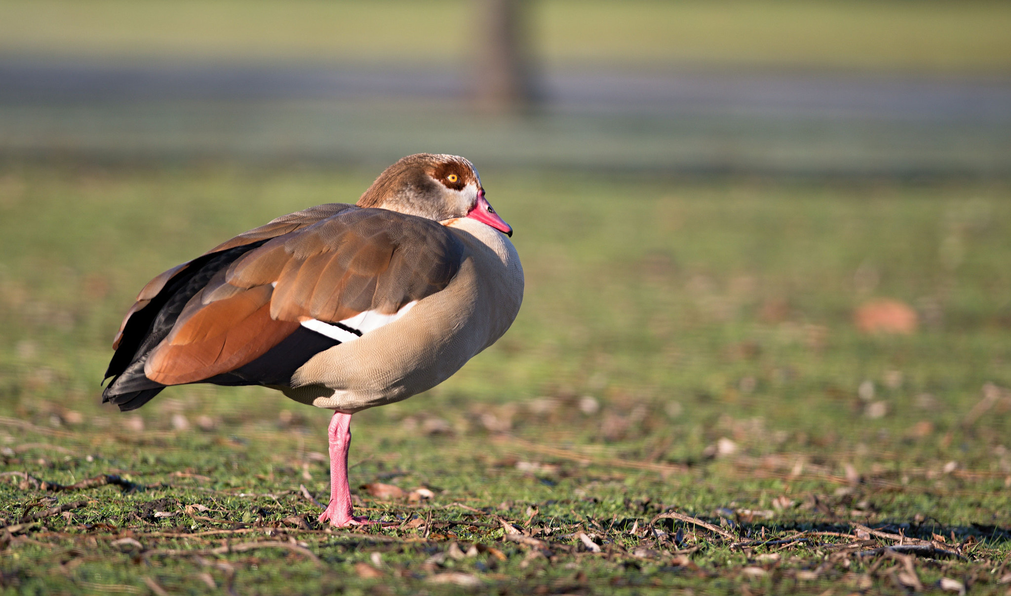 Nikon D610 + Nikon AF-S Nikkor 300mm F4D ED-IF sample photo. Egyptian goose photography