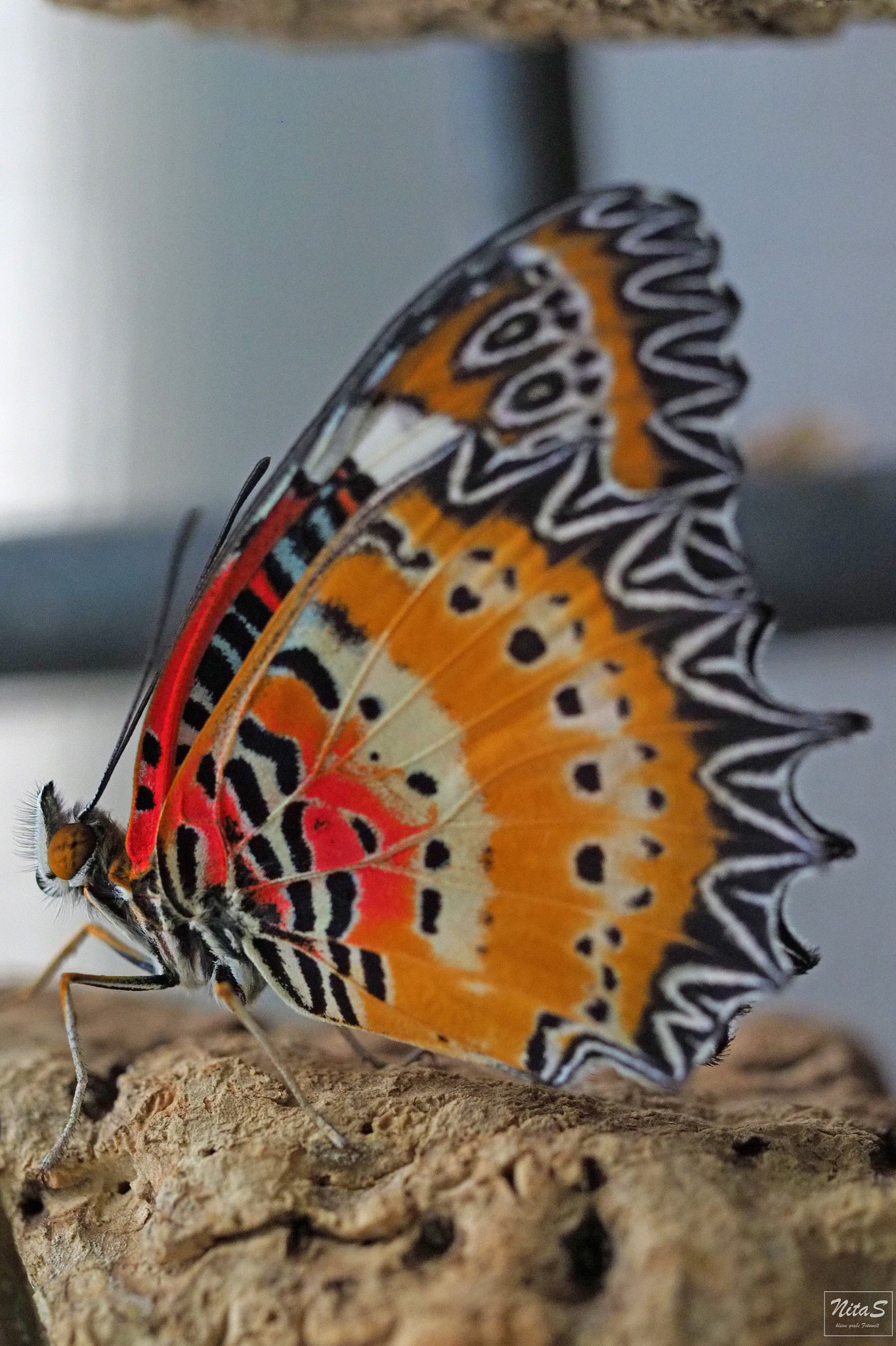 Olympus M.Zuiko Digital ED 60mm F2.8 Macro sample photo. Butterfly 8 photography