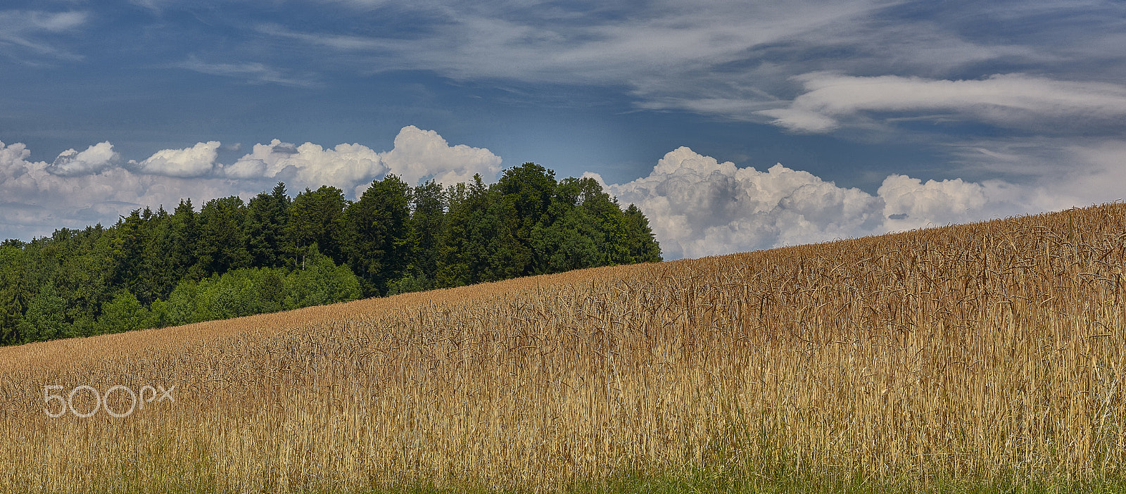 Nikon AF-S Nikkor 24-70mm F2.8G ED sample photo. Im kornfeld photography