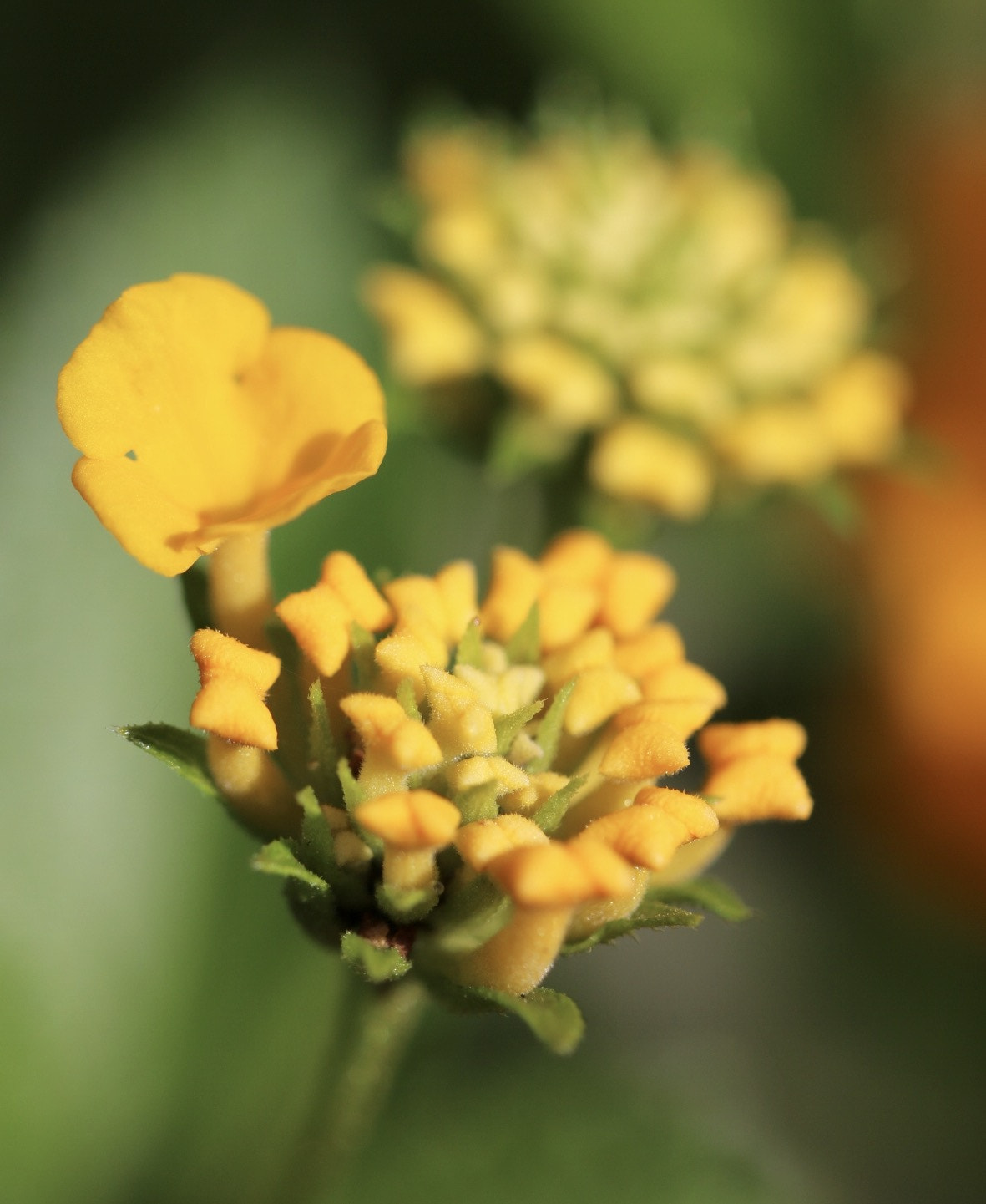 Canon EF 100mm F2.8L Macro IS USM sample photo