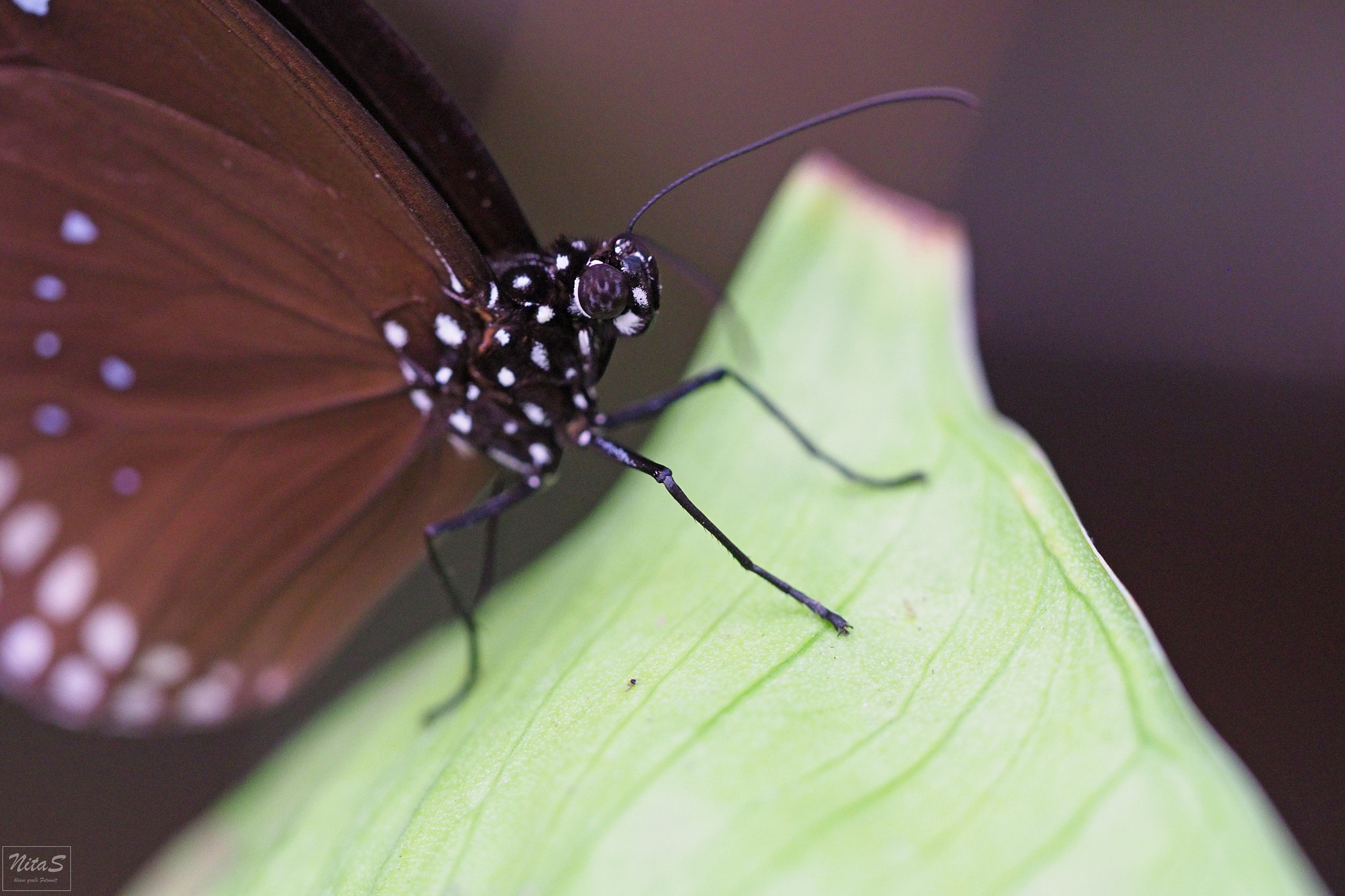 Olympus M.Zuiko Digital ED 60mm F2.8 Macro sample photo. Butterfly 4 photography