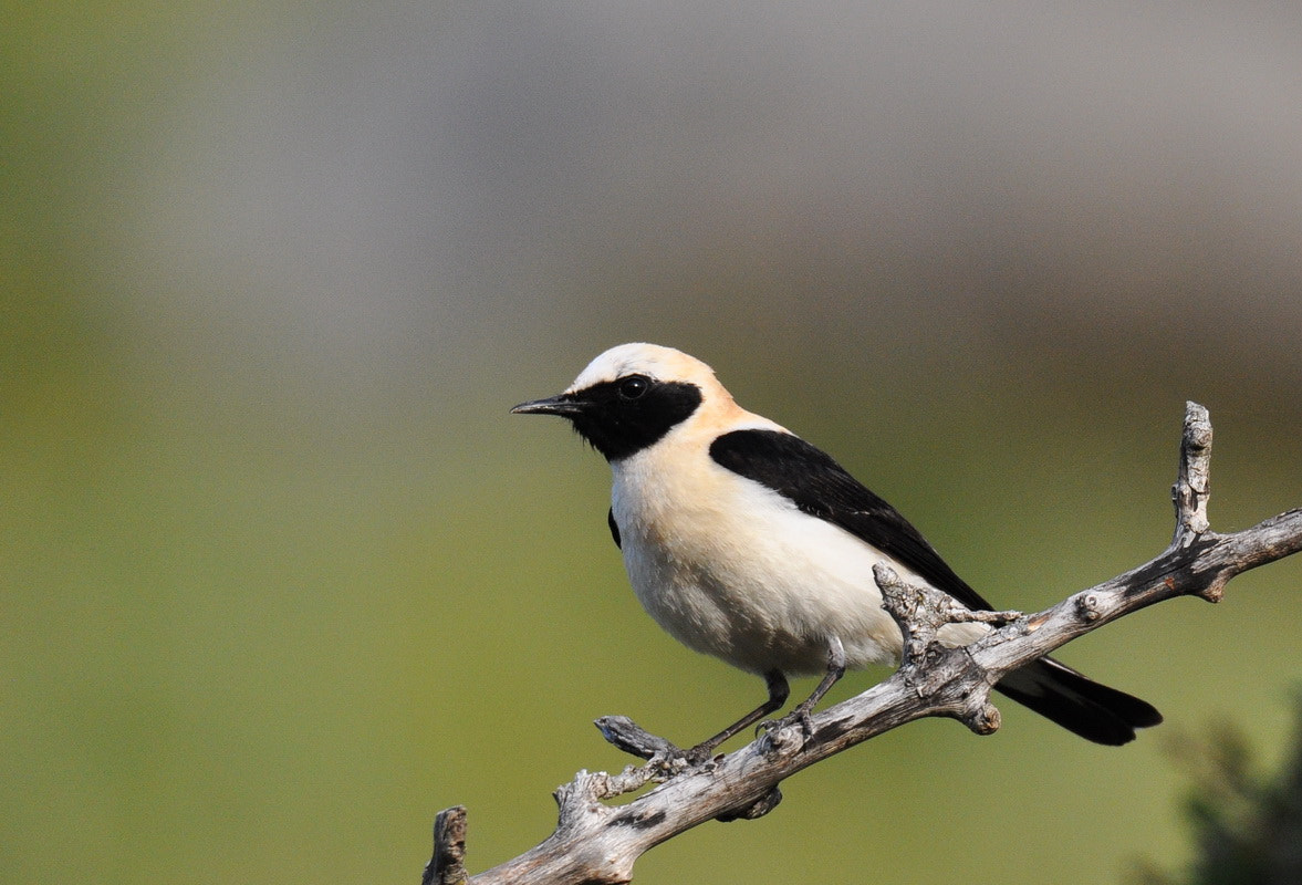 Nikon D90 sample photo. Collalba rubia (oenanthe hispanica) photography