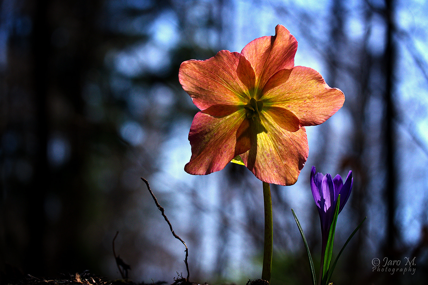 Panasonic Leica DG Macro-Elmarit 45mm F2.8 ASPH OIS sample photo. Springtime photography