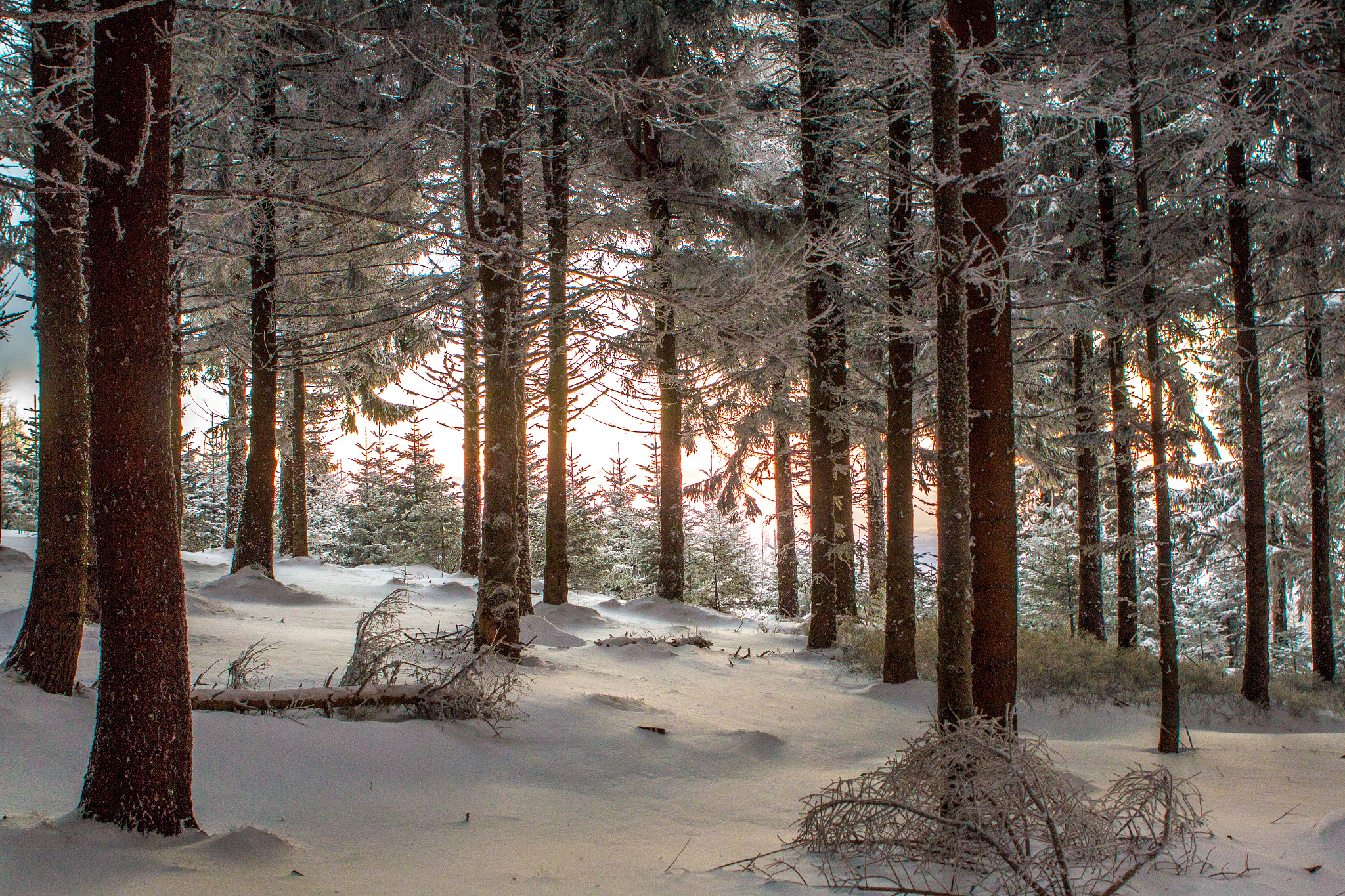 Canon EOS 70D + Canon EF 24-70mm F2.8L USM sample photo. Sunset grove in winter photography