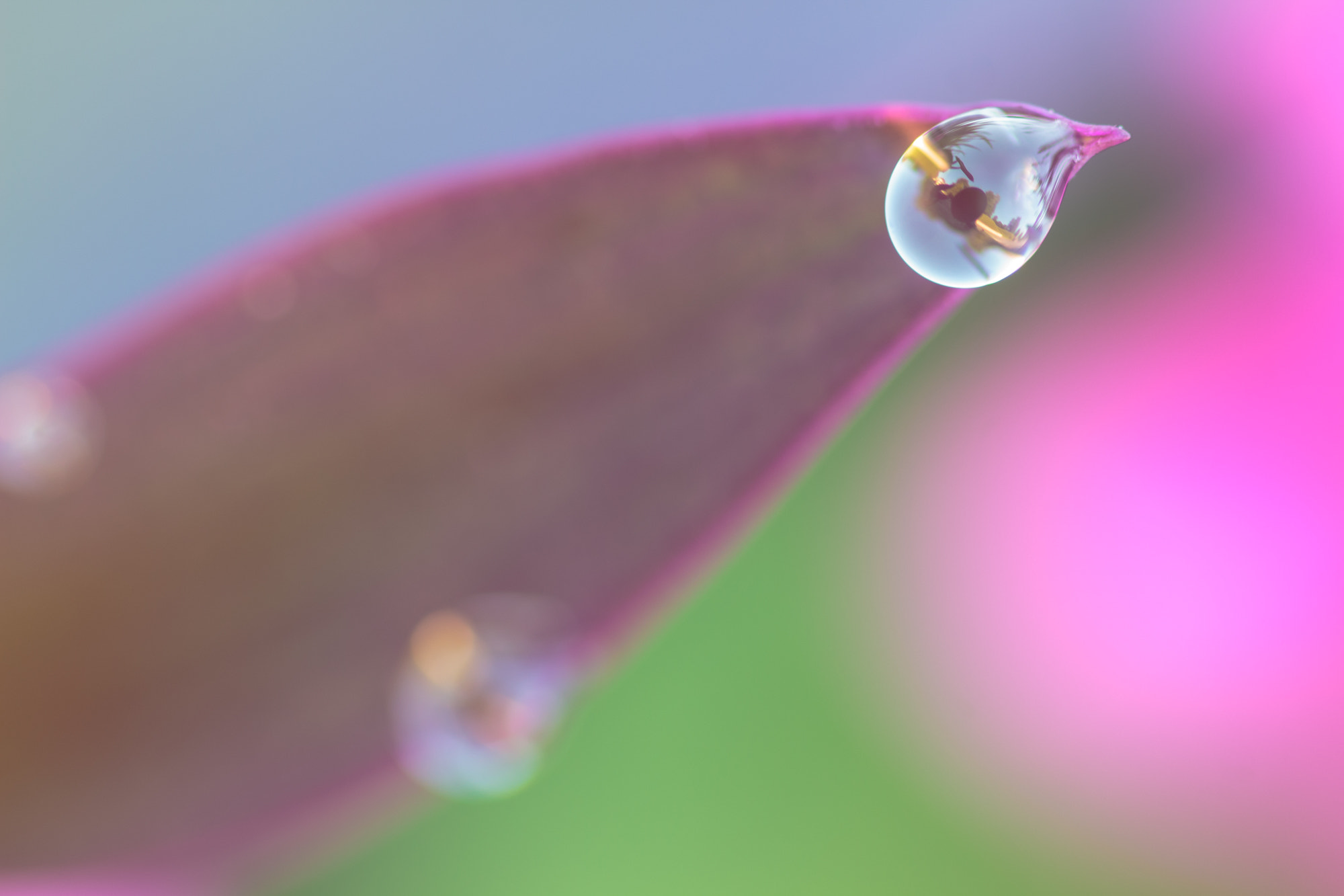 Sigma 105mm F2.8 EX DG OS HSM sample photo. Nature  photography