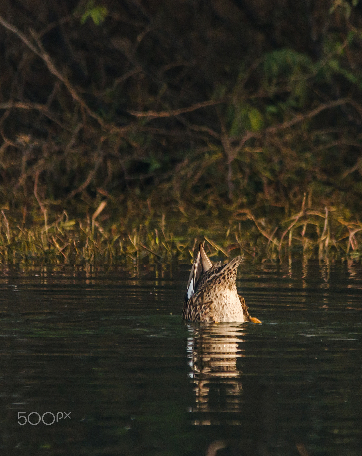 Sigma 150-500mm F5-6.3 DG OS HSM sample photo. Shovelor photography