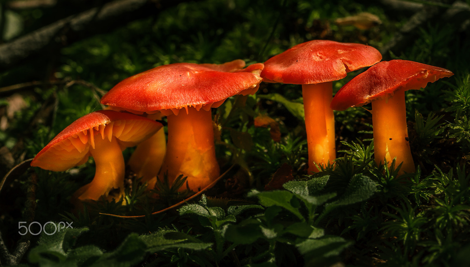 Canon EF-S 60mm F2.8 Macro USM sample photo. Mushrooms photography